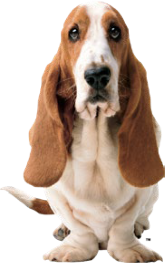 Hush Puppies AU Image