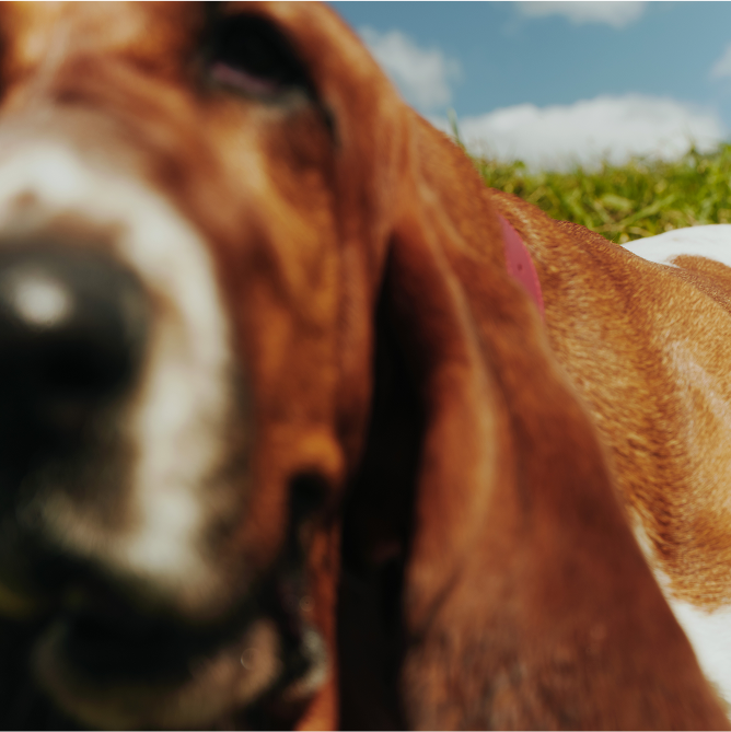 Hush Puppies AU Image