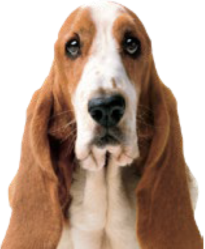 Hush Puppies AU Image