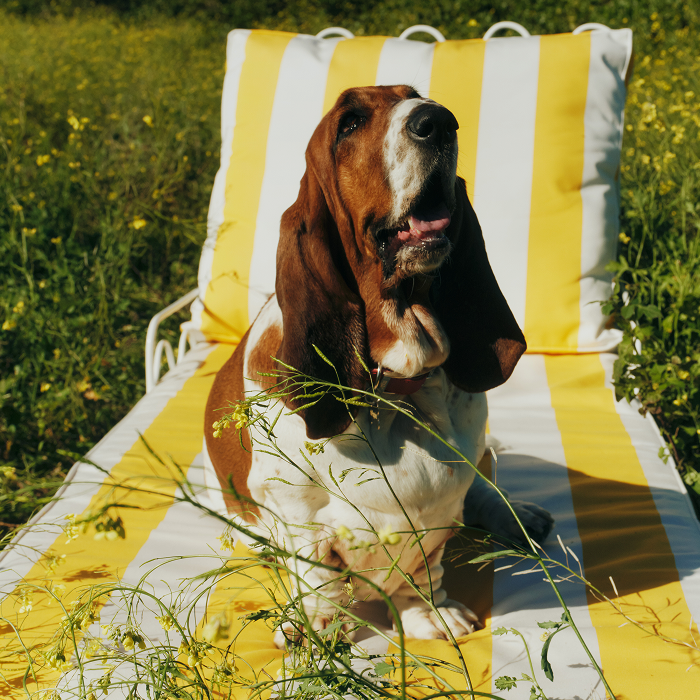 Hush Puppies AU Image