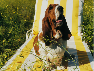 Hush Puppies AU Image