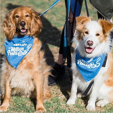 Hush Puppies AU Image