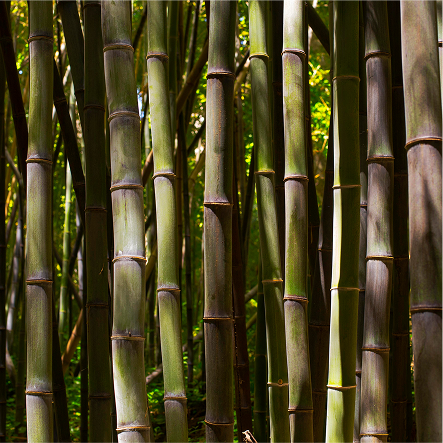 Hush Puppies AU Image