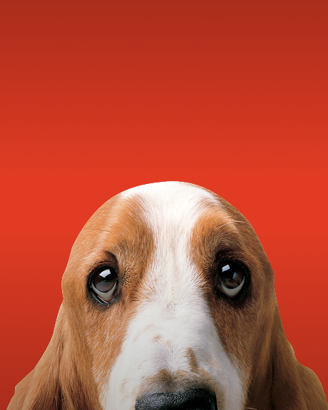 Hush Puppies AU Image