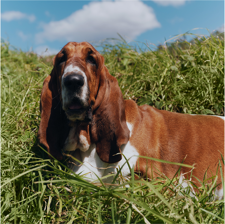 Hush Puppies AU Image