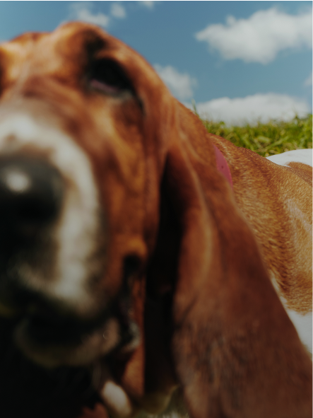 Hush Puppies AU Image