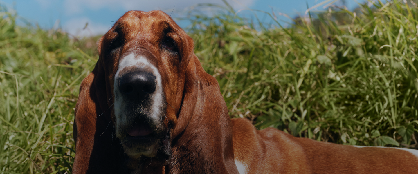 Hush Puppies AU Image