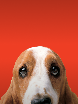 Hush Puppies AU Image