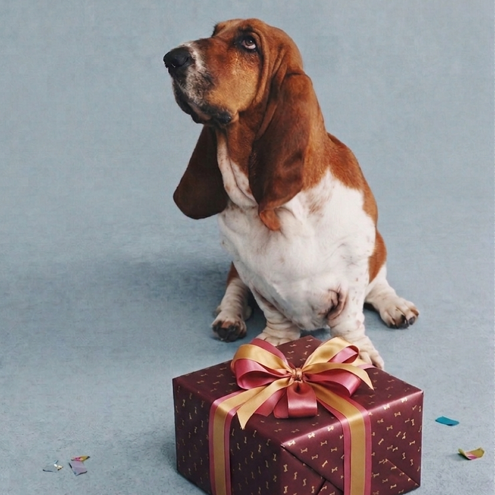 Hush Puppies AU Image