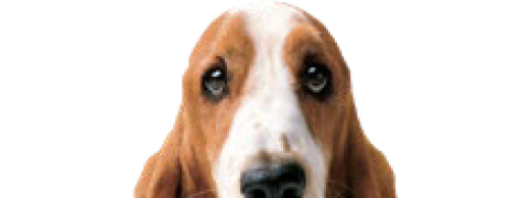 Hush Puppies AU Image